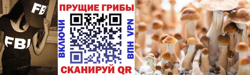 Псилоцибиновые грибы MAGIC MUSHROOMS  Горно-Алтайск 